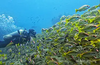 Masaplod Norte reef slope